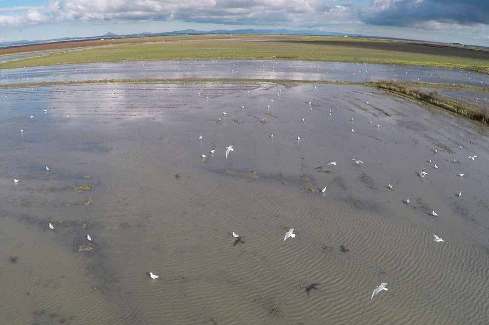 GIS SIGnatur Censos Aves Extremadura NaturGIS