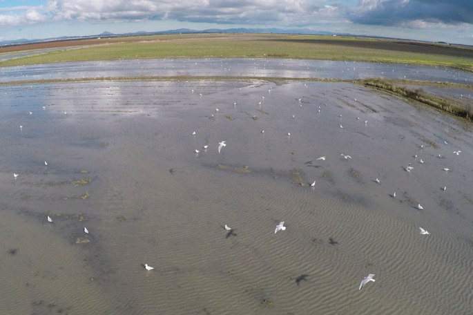 GIS SIGnatur Censos Aves Extremadura NaturGIS