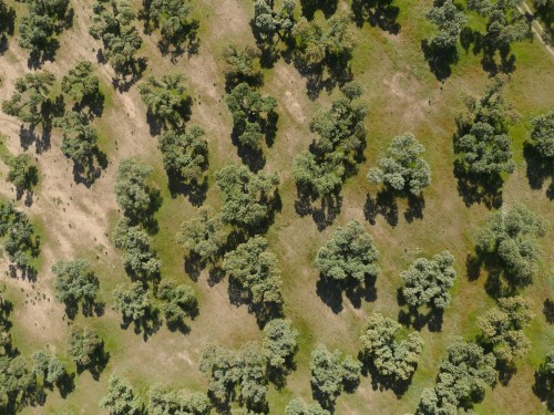 Dehesa Extremadura NaturGIS Dron Cartografía Fotogrametría