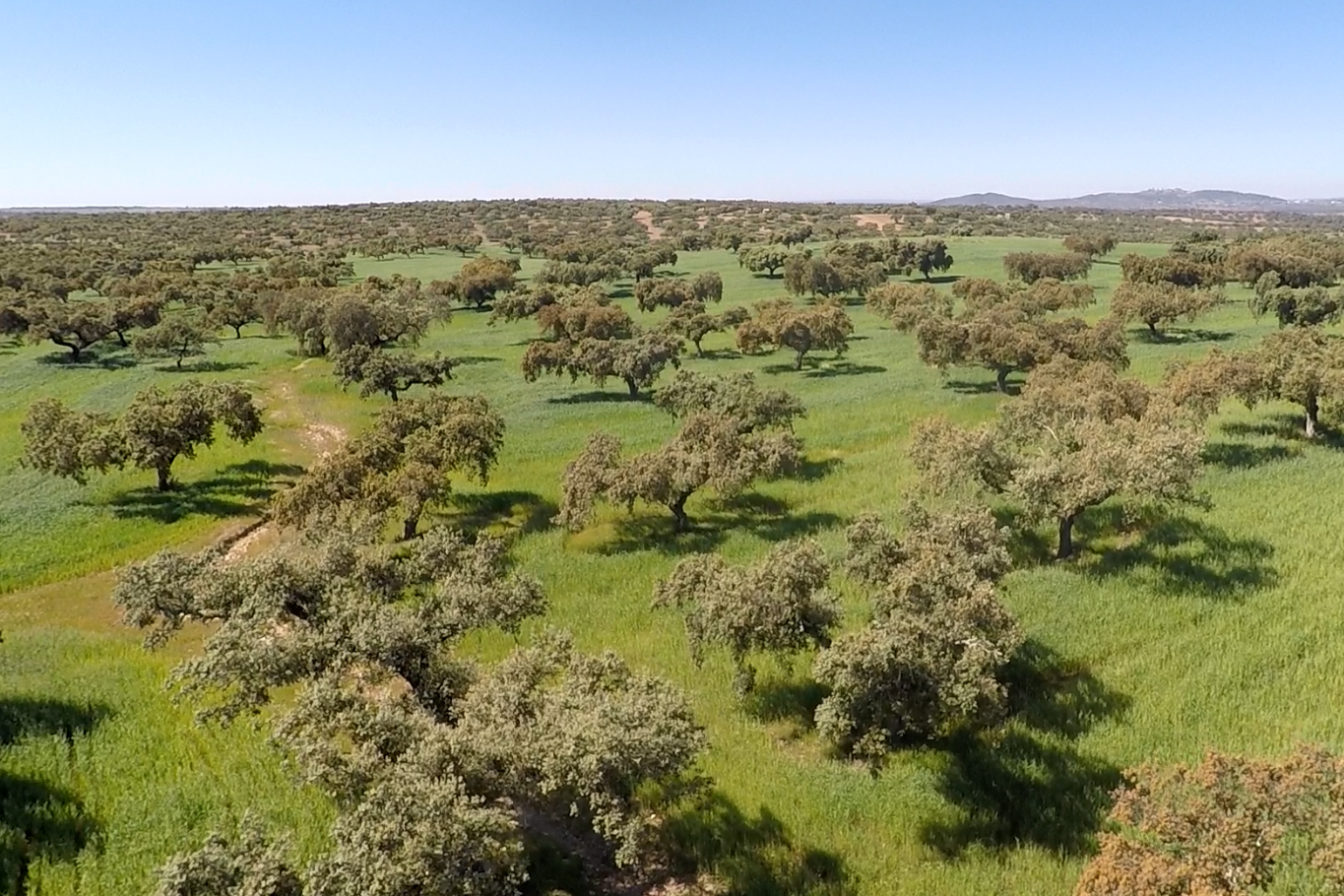 Dehesa Extremadura NaturGIS Dron Cartografía