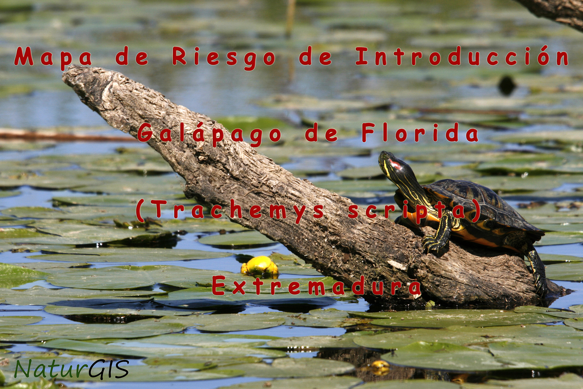 Mapa de la Especie Invasora Galápago de Florida Trachemys scripta en Extremadura