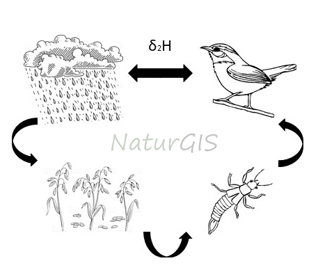 Ciclo natural del isótopo estable del deuterio en la naturaleza