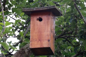 Avispa asiatica caja nido Asturias NaturGIS