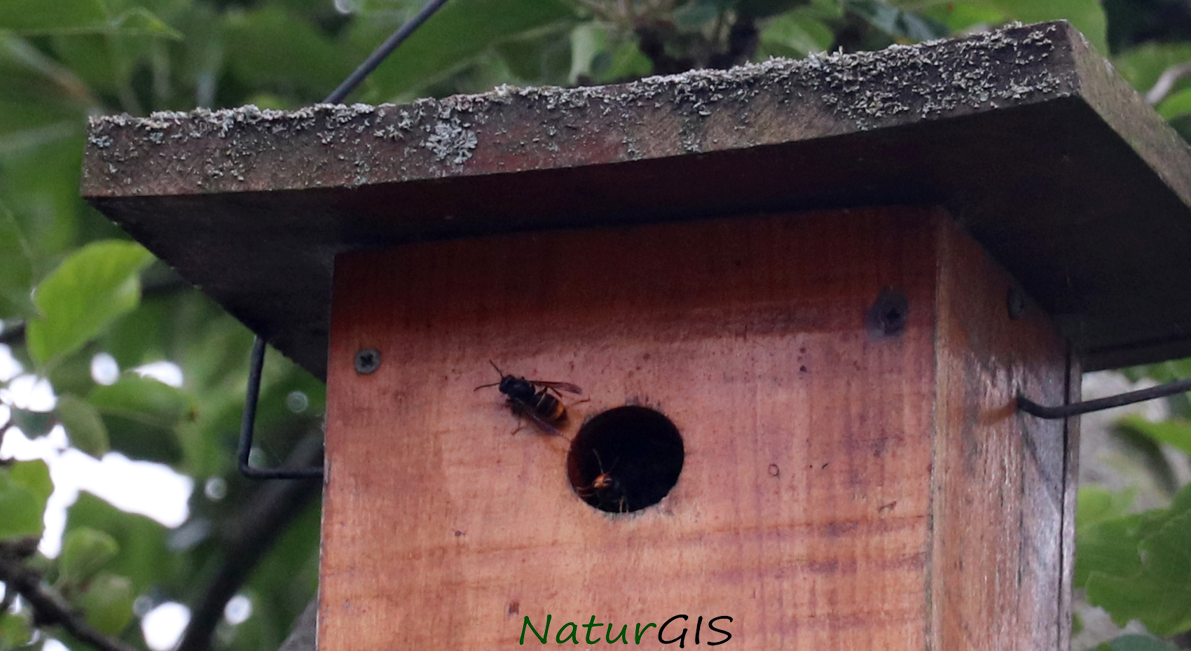 Avispa asiática en una caja nido en Asturias