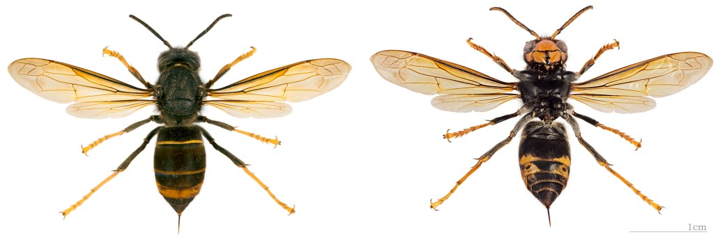 Morfología de la Avispa asiática Vespa vetulina