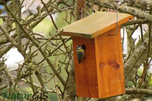 Caja Nido Herrerillo NaturGIS Asturias