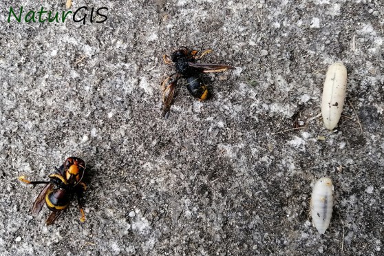 larvas avispa asiatica asturias naturgisEjemplares y larvas de la Avispa asiática Vespa vetulina en el Principado de Asturias
