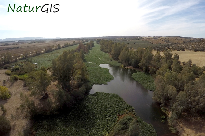 Camalote sobre el río Guadiana a vista de drone