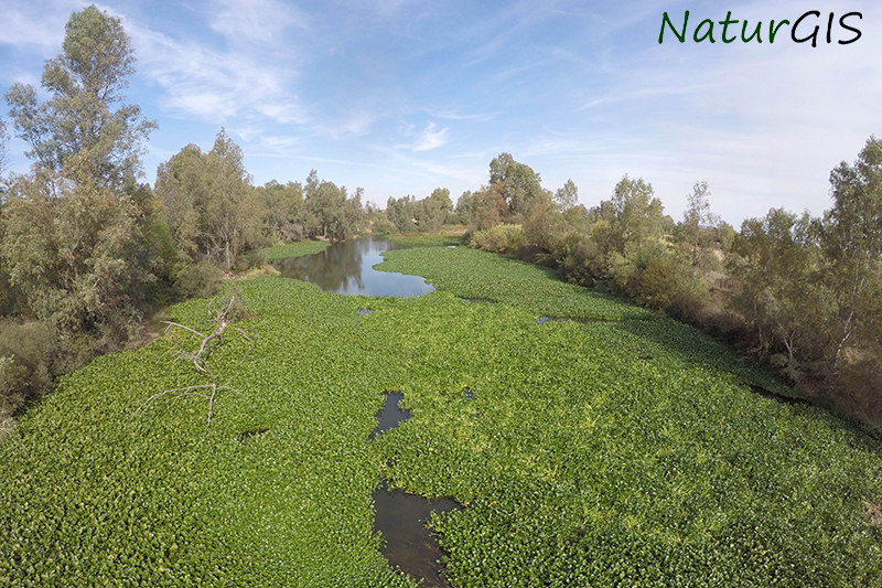 Camalote a vista de dron sobre el río Guadiana