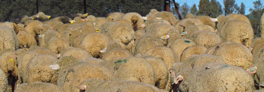 Rebaño cañada NaturGIS