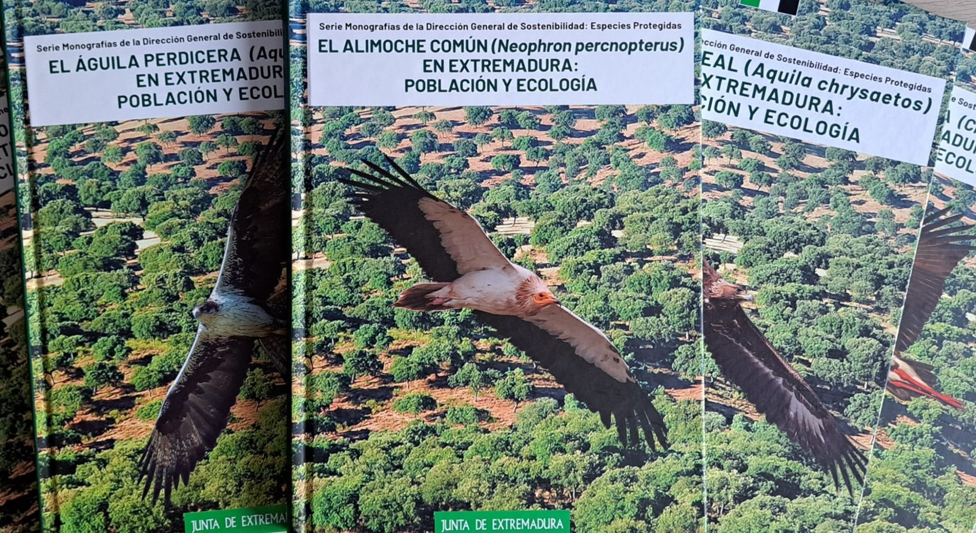 Alimoche Extremadura