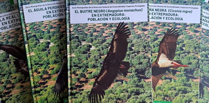 Buitre Negro Extremadura