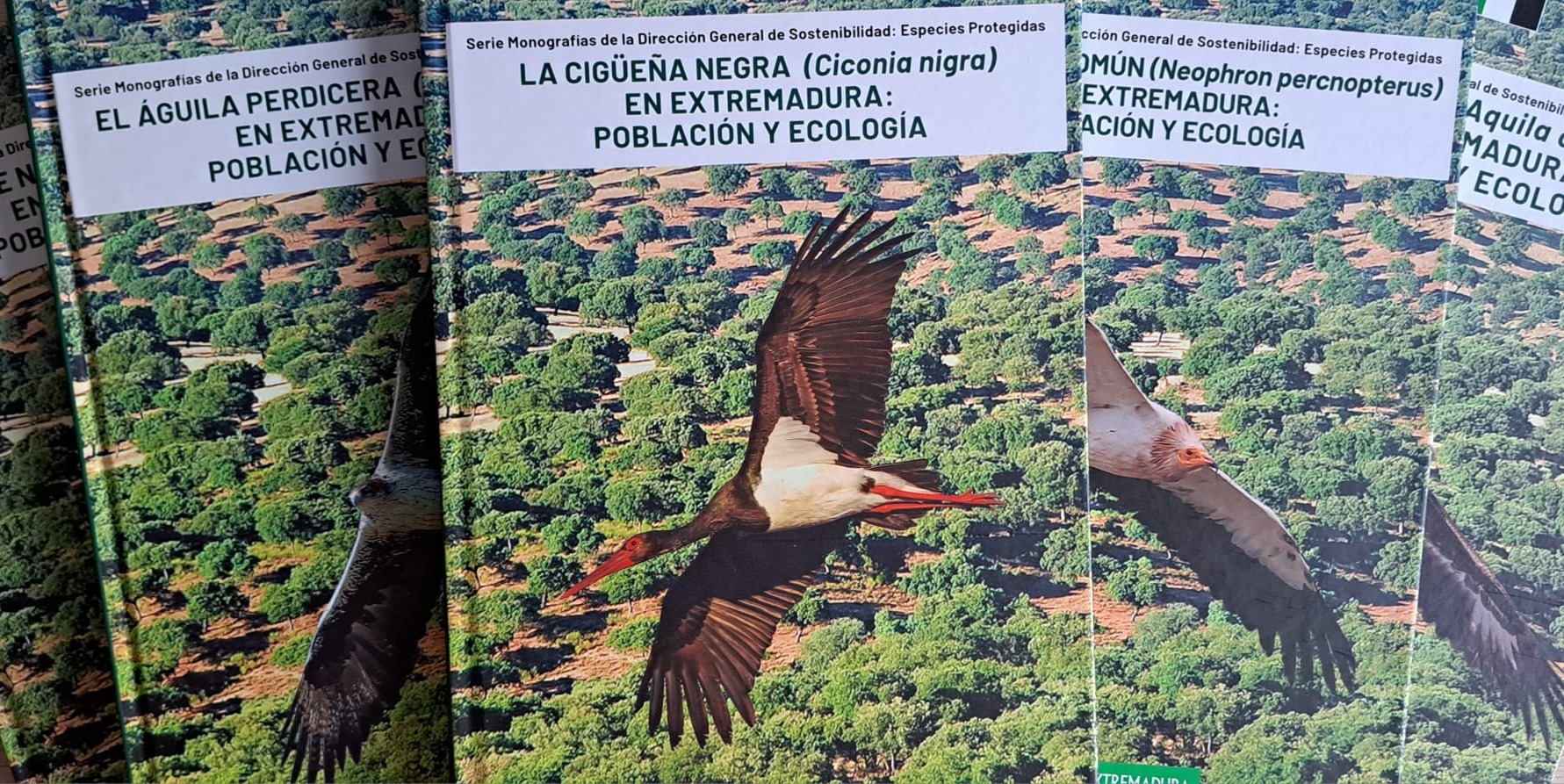Cigüeña Negra Extremadura